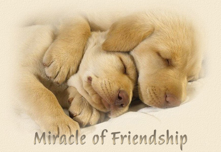 Miracle of Friendship